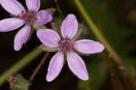 Redstem stork's bill